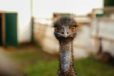 500 African ostriches are kept on a farm in Ahal velayat
