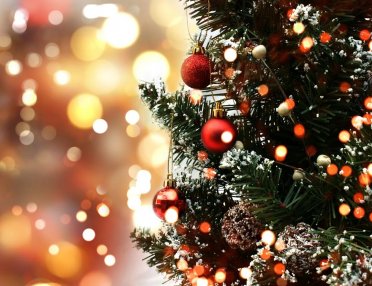 Belgian authorities urge residents not to eat Christmas trees