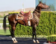 Фоторепортаж с церемонии награждения победителей международного конкурса красоты «Самая красивая ахалтекинская лошадь года»