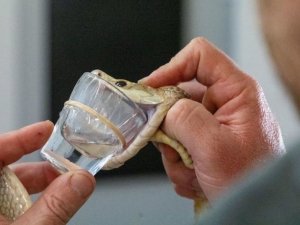 Австралийская змея побила рекорд по количеству выделенного яда