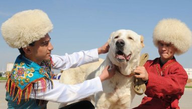 Туркменский алабай – верный друг и неотъемлемая часть национального достояния