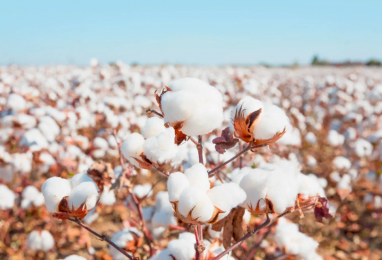 In Lebap velayat, 130 thousand hectares will be sown with cotton