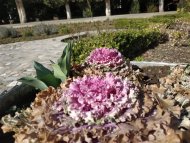 Photoreport from the Ashgabat Botanical Garden: early spring