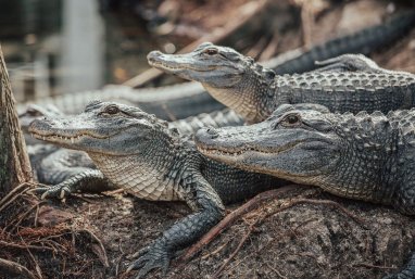 Hytaýda hususy fermadan 70-den gowrak krokodil gaçdy