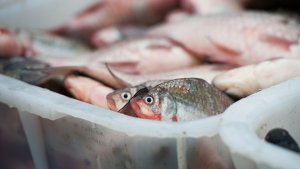 Lebap vilayetindeki balıkçılar, yılbaşından bu yana 300 tondan fazla balık yakaladı