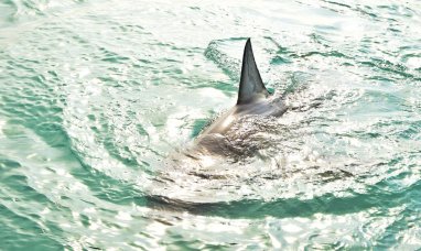 Из-за потепления воды белые акулы постепенно перемещаются на север