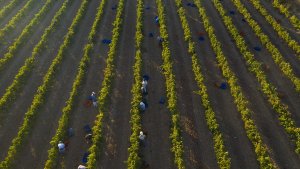 Türkiye will host a harvest festival in vineyards more than 3 thousand years old