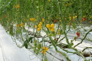 Photoreport: New greenhouse opened in Mary velayat 