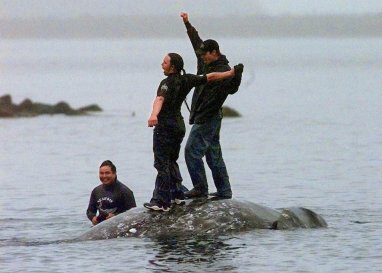 Native Americans regained the right to hunt whales