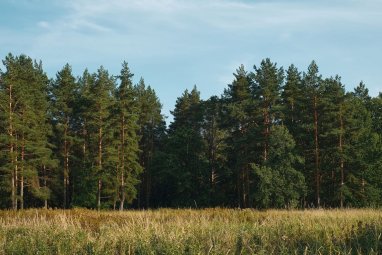 Scientists from Korea will be engaged in the restoration of Kazakhstani forests