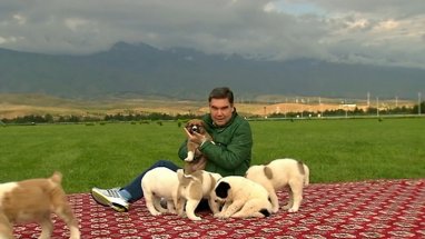 МИЦ Туркменистана представил телепрограмму, посвященную алабаям