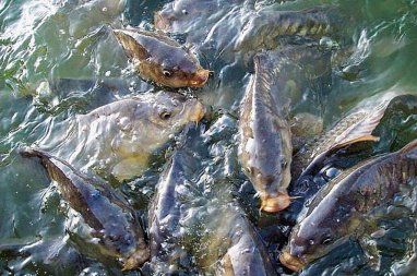 Fish are grown in 35 ponds of the Turkmen Scientific and Production Center to clean up the bed of the Karakum River