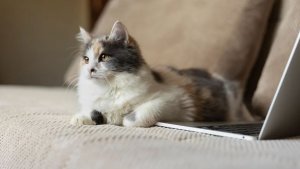 Bilim insanları, kedilerin neden dizüstü bilgisayarlarının üstünde uyumayı sevdiklerini keşfetti