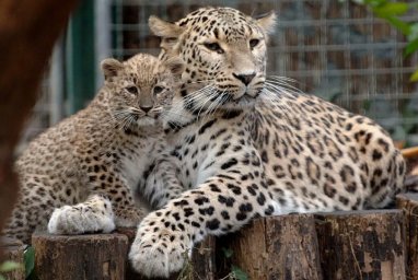 В Ашхабадском зоопарке впервые показали малыша леопарда по кличке Дурсун