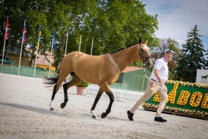 Macaristan'da, Ahalteke atlarının sergisi ve şampiyonası düzenlendi