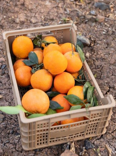 Orange juice producers may start making it from tangerines