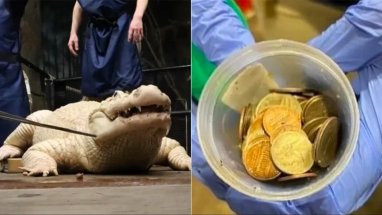 Veterinarians extracted 70 coins from a crocodile