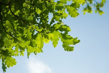 A student broke a record by hugging more than a thousand trees in an hour