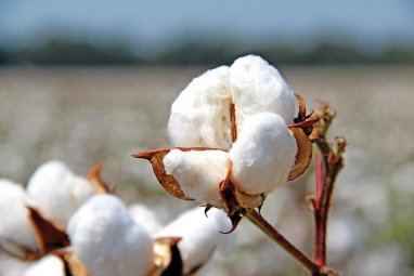 Turkmenistan intends to use cotton biomass as an energy source