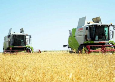 Балканский велаят первым в Туркменистане выполнил план по сбору пшеницы