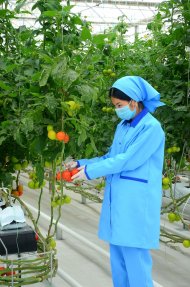 Photoreport: A new greenhouse opened in the Balkan velayat