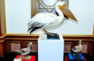 Фоторепортаж с выставки «Птицы — украшение природы» в Ашхабаде