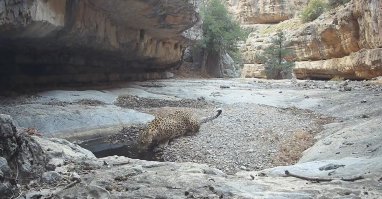 Фотоловушки в Туркменистане запечатлели барса и джейранов у одного водопоя