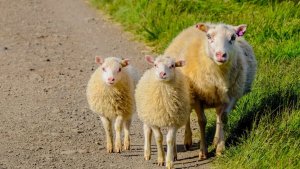 Fransa'da ebeveynler sınıf kapanmasın diye okula dört tane koyun kaydettirdi