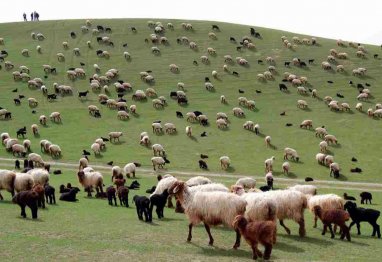 Türkmenistanda tokaý gaznasyndan peýdalanylandygy üçin tölegleriň täze möçberi kesgitlenildi