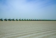 Fotoğraf raporu: Türkmenistan'ın dört vilayetinde pamuk ekimi başladı
