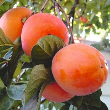 Farmers in Turkmenistan plan to harvest a bountiful persimmon harvest
