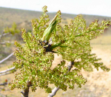Биологи Туркменистана проводят оценку дикорастущих зарослей орехоплодных