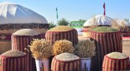 Фоторепортаж: во всех велаятах Туркменистана дан старт севу озимой пшеницы