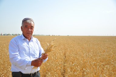 Bugdaý tabşyrmak boýunça meýilnamany üç essä golaý ýerine ýetirdi