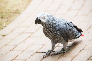 Британский зоопарк пытается отучить попугаев от ругательств
