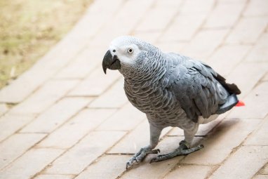 A British zoo is trying to stop parrots from swearing