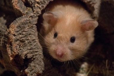 In Germany, €2.5 million will be allocated for new housing for hamsters