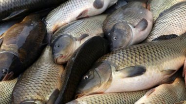 Специалист рыбного хозяйства рассказала, какую рыбу в Туркменистане едят чаще всего