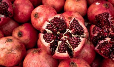 Magtymguly etrabynda naryň bol hasyly ýygnalýar