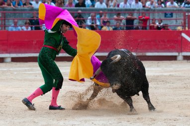 Colombian government ban bullfighting