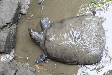 Умерла последняя самка мягкотелой черепахи