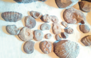 Туркменские ученые обнаружили интересные палеонтологические находки на горе Гозлыдаг