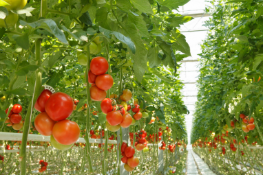 Lebaply hususyýetçi daşary döwletlere pomidor eksport edýär
