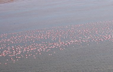В туркменском секторе Каспия зарегистрировано рекордное количество фламинго
