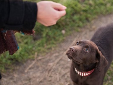 Barselona'daki bir hastanede, terapi köpekleri görev yapmaya başladı