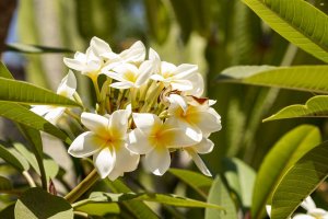 Climate change prompts France to grow vanilla