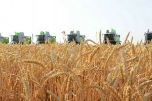 В Туркменистане заготовлено более 1 млн 400 тысяч тонн пшеницы