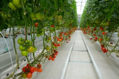 New sanitary standards for greenhouses have been approved in Turkmenistan