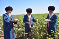 Фоторепортаж: В Туркменистане стартовала хлопкоуборочная страда
