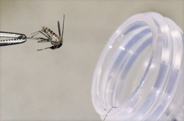 Cibuti’de, genetiği değiştirilmiş 'ısırmayan' sivrisinekler, sıtmayla savaşmak için doğaya salındı